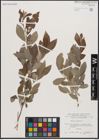 Foto von Salix cinerea L.